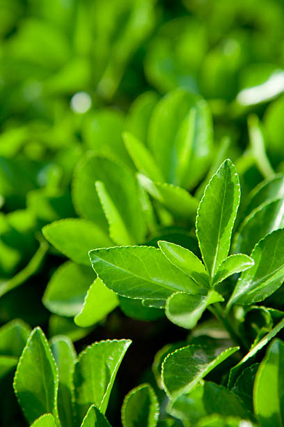 Close-up of green tea leaves